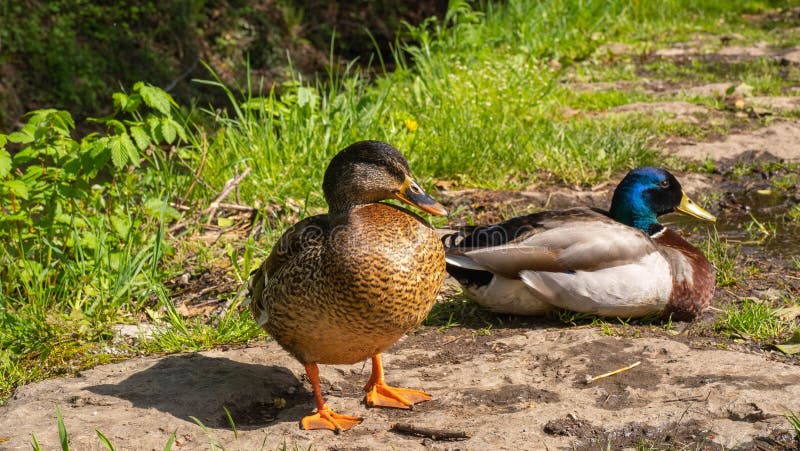 Two ducks standing on dirt ground near a patch of trees and lush grass in a forest setting. royalty free stock image
