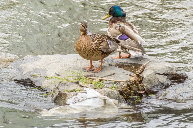 Duck station