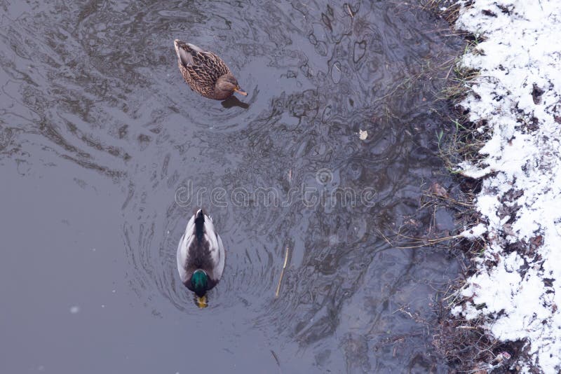 Two Ducks Swim Along the River in the Spring. There is Snow on the