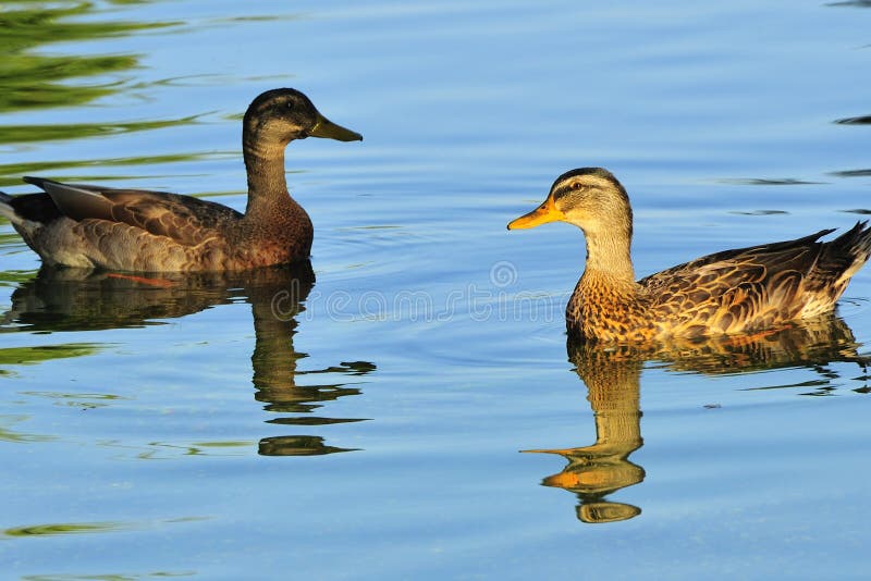 two-ducks-water-6305733.jpg