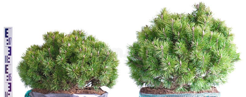 Two dwarf mountain pine in a pot