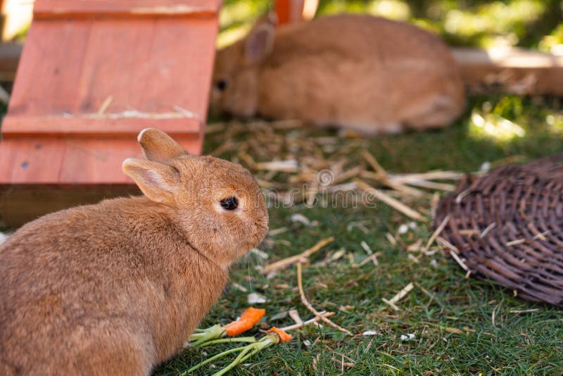 Two Dwarf Rabbits in Rabbit Hutch on a Meadow Stock Image Image of