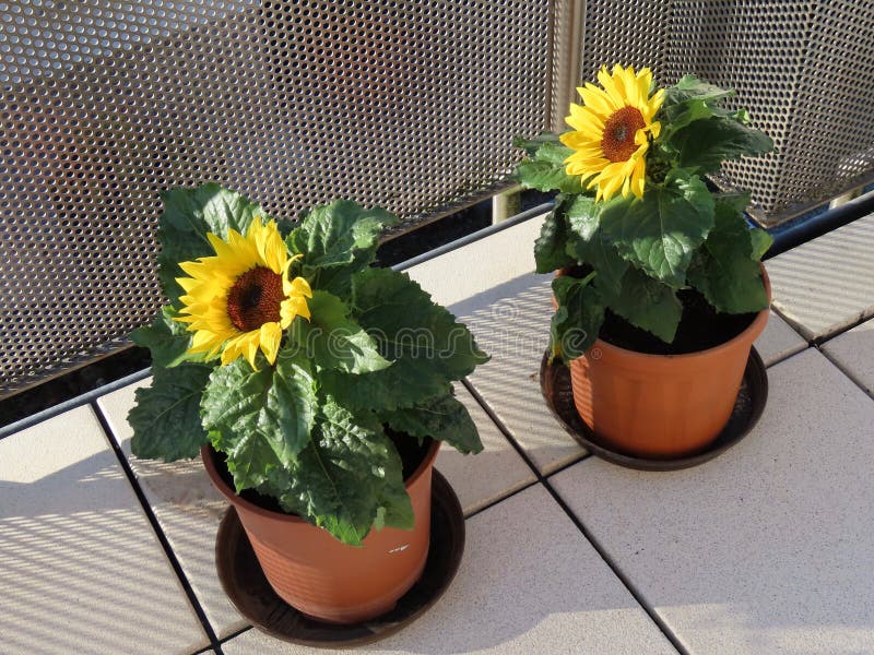 Sunflowers on the balcony stock photo. Image of afternoon - 10731040