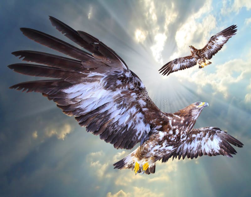 Two eagles soaring.