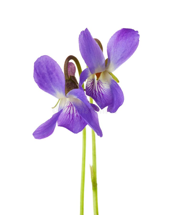 Two early spring flowers Viola odorata isolated on white background. Shallow depth of field