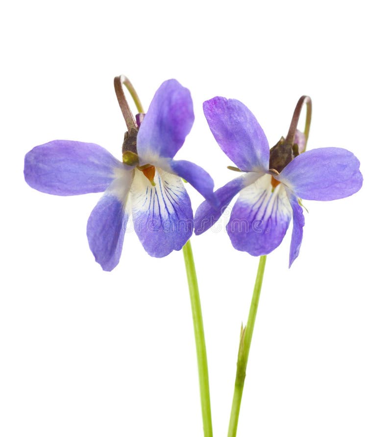Two early spring flowers Viola odorata isolated on white background. Shallow depth of field. Selective focus