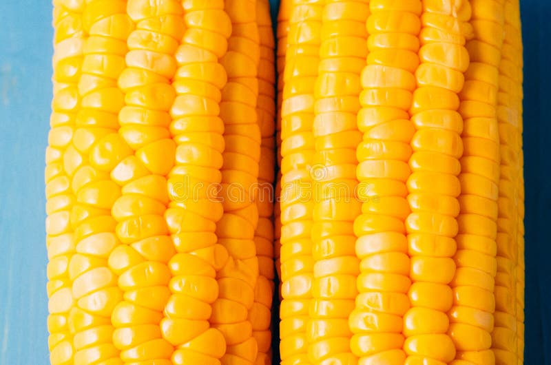 Two ears of boiled appetizing corn on a blue table/vegetarian concept. Close up. Two ears of boiled appetizing corn on a blue stock photo Two ears of boiled appetizing corn on a blue table/vegetarian concept. Close up. Two ears of boiled appetizing corn on a blue stock photo