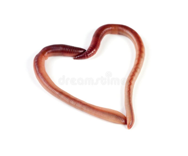 worms in heart
