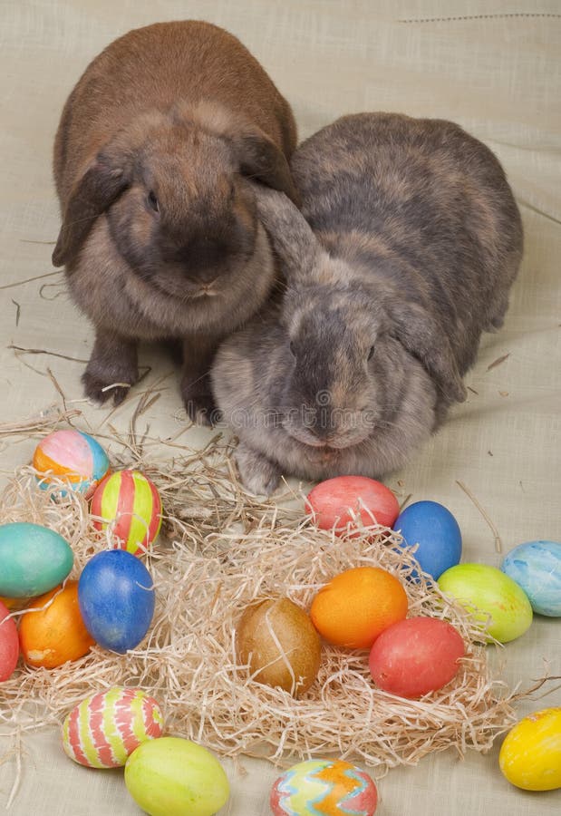 Two Easter Bunnies. stock image. Image of hare, animal 13544783