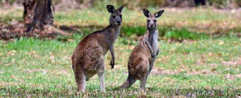 Two Eastern grey kangaroo on alert