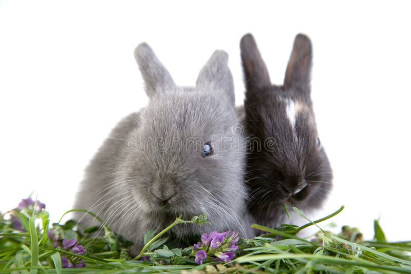 Two eating bunny