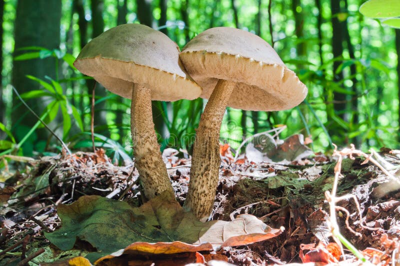 Two edible brown mushrooms Leccinum scabrum grow in the woods royalty free stock images Two edible brown mushrooms Leccinum scabrum grow in the woods royalty free stock images
