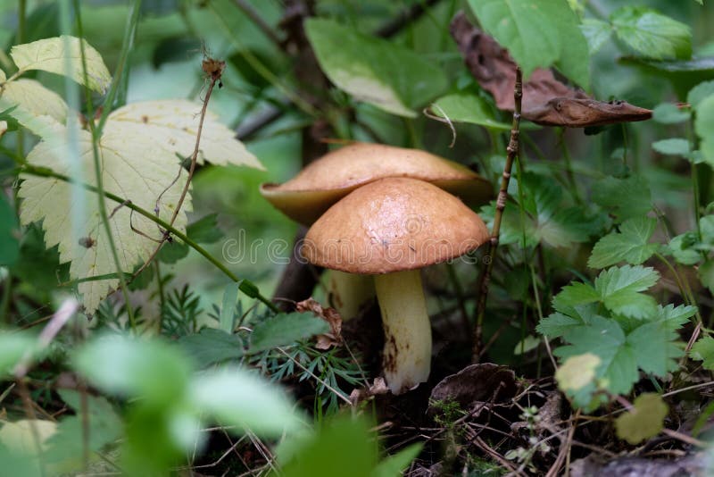 Two edible mushrooms grow in natural conditions, wild mushrooms in the forest for harvesting