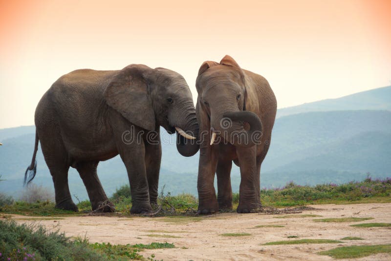 Two elephants in addo elephant park, south africa stock image