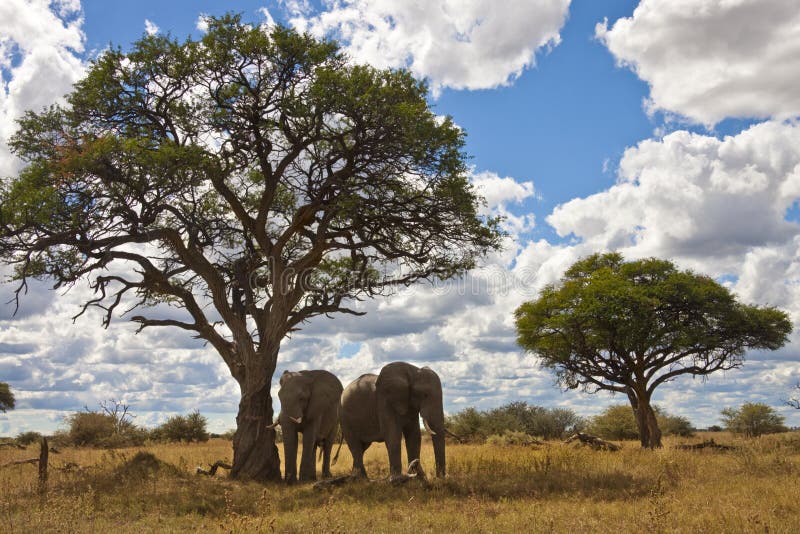 Elephant Family in Front of Mt. Kilimanjaro Stock Photo - Image of ...