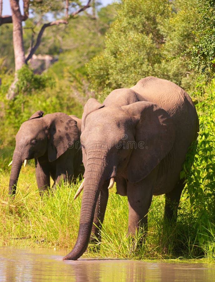 Two elephants in South Africa