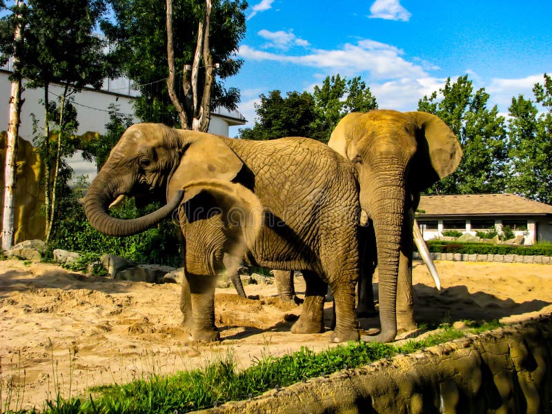 Elephant throw sand stock photo. Image of wildlife, bathing 11839952