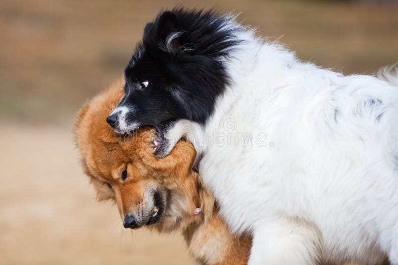 Two Elo dogs playing together