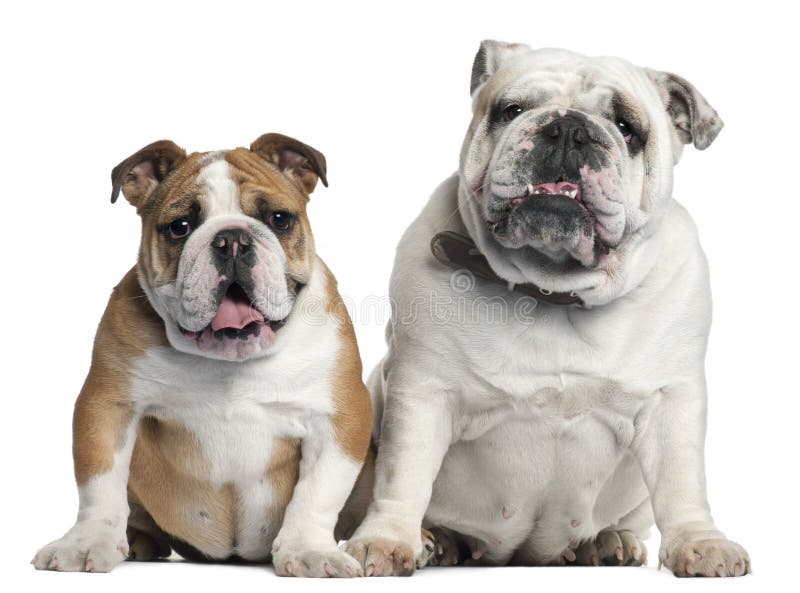 Two English Bulldogs Sitting Stock Image Image of indoors, pedigree