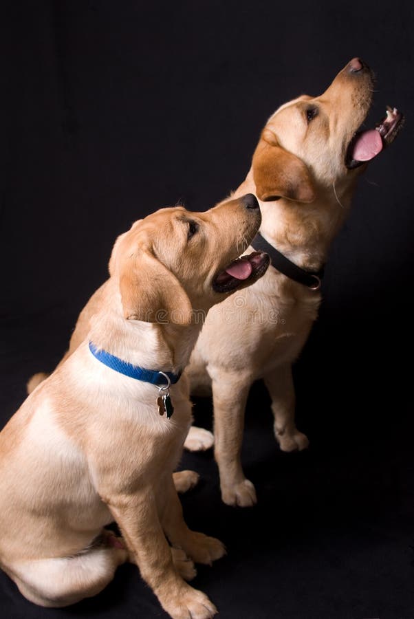 Two English Labrador retrievers