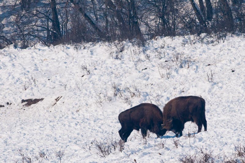 Two European Bisons (Bison bonasus) fighting