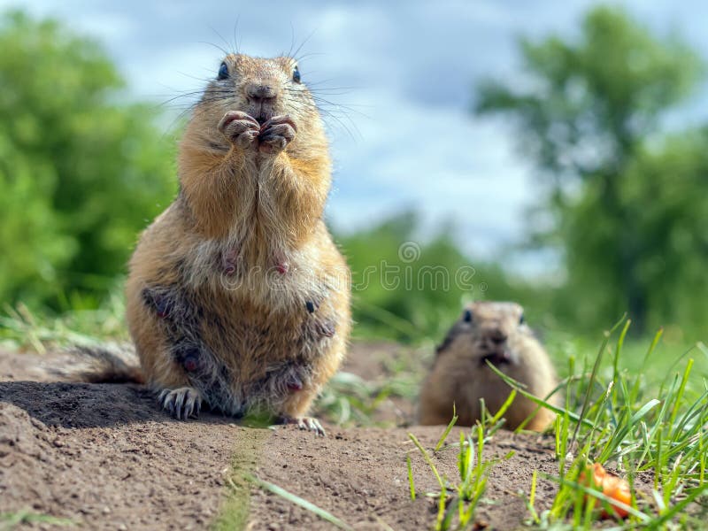 Two european gophers are looking at camera on the lawn. Close-up. Portraits of a rodents.