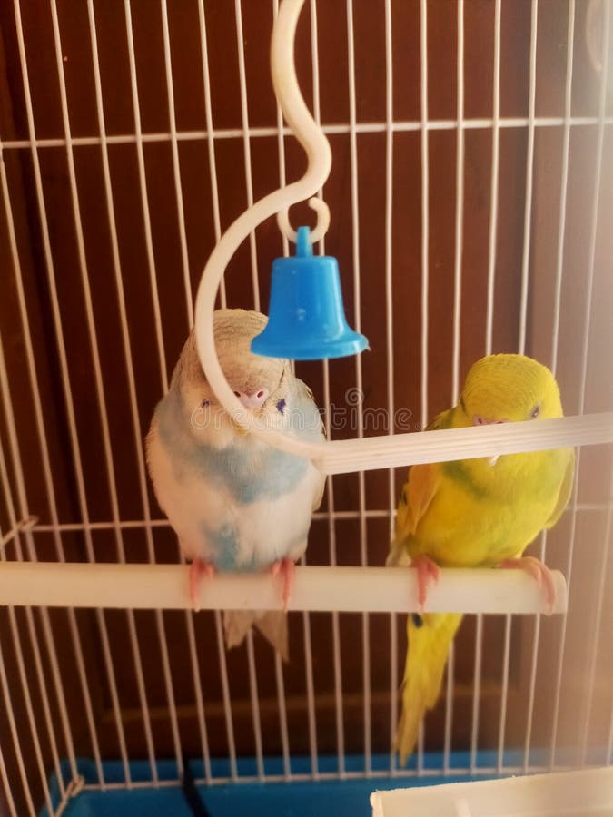 Two Exotic Colored Parrots Imprisoned in a Cage Stock Photo Image of