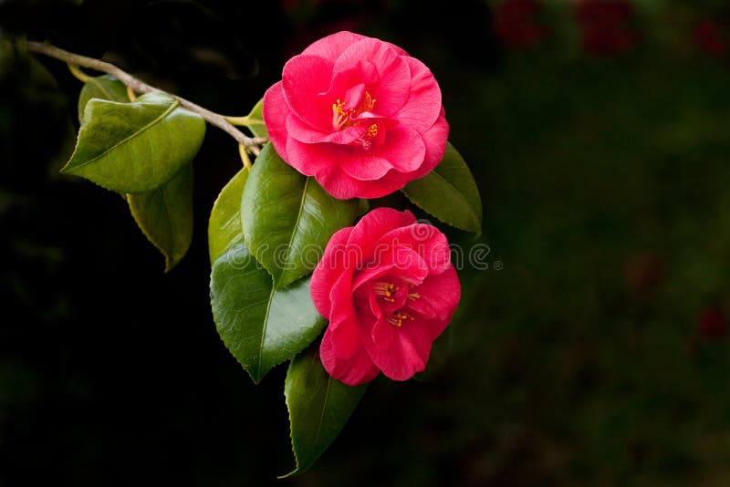 49,729 Red Exotic Flowers Stock Photos Free & RoyaltyFree Stock