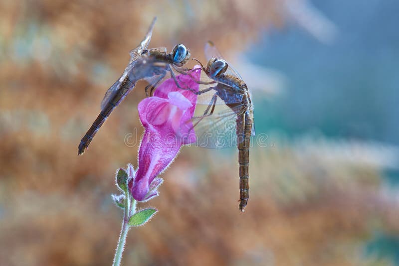 Two dragonflies facing each other