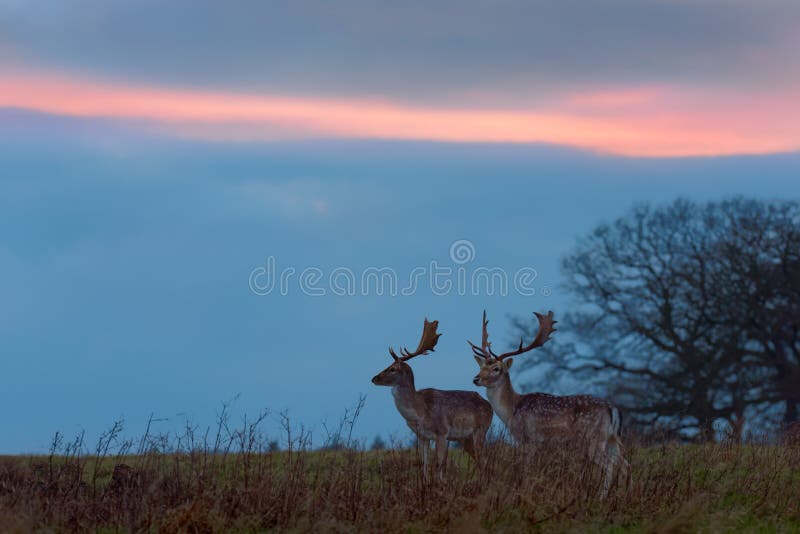 Two Fallow Deer Bucks at Sunset stock photo Two Fallow Deer Bucks at Sunset stock photo