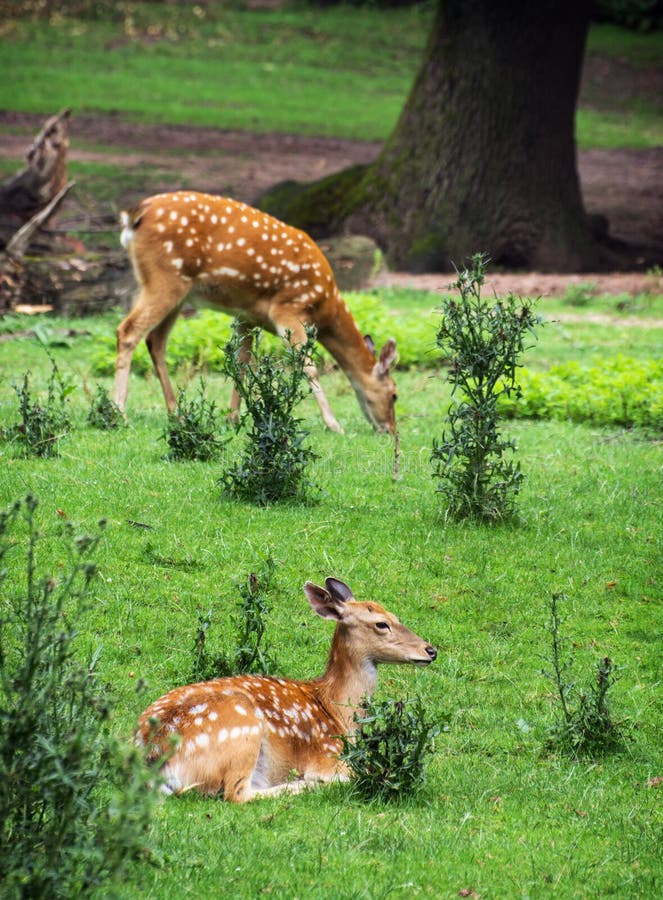 Two Fallow deers are resting and grazing royalty free stock photos Two Fallow deers are resting and grazing royalty free stock photos