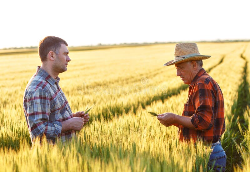Two Farmers in a Field Examining Wheat Crop. Stock Photo - Image of ...