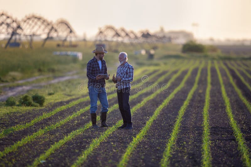 Two farmers standing in corn field talking