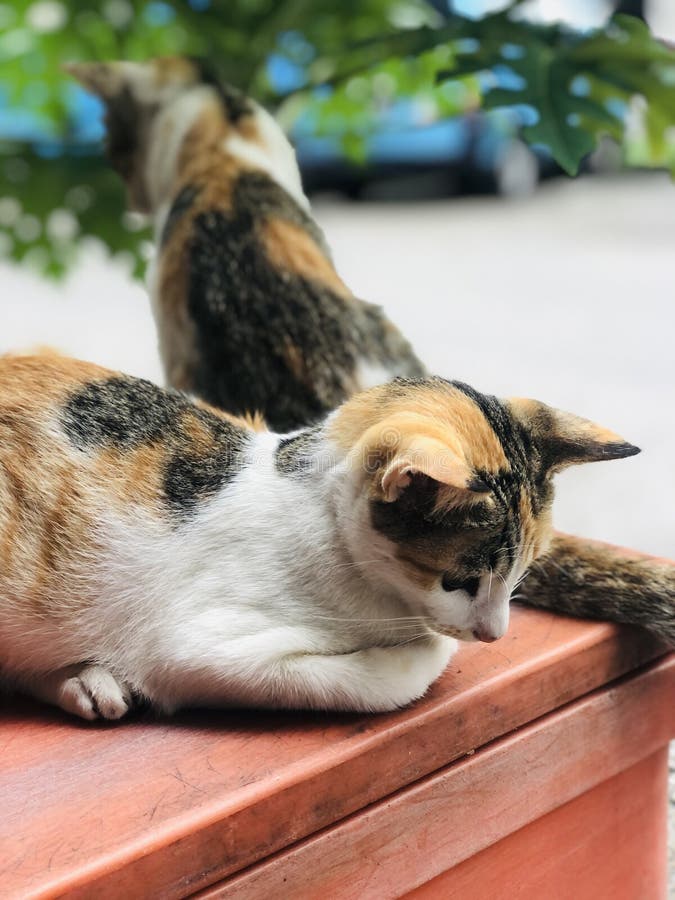 Two Female Cats of the Same Color Playing Together Stock Image Image
