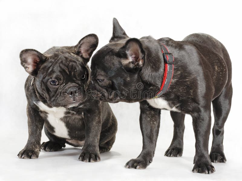 Two female French bulldog. stock photo. Image of gossip - 8824536