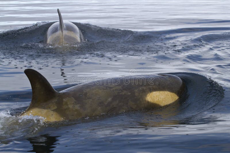 Two female orca or killer whales swimming in Antarctic waters