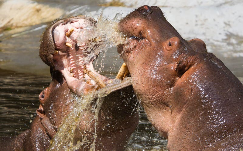 Two fighting hippos in the water (Hippopotamus amphibius). Two fighting hippos in the water (Hippopotamus amphibius)