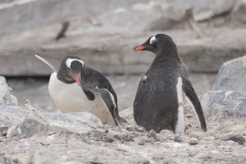 Fighting penguins stock photo. Image of cute, standing  