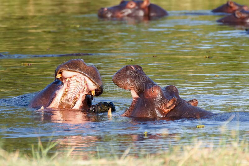 Two fighting young male hippopotamus Hippopotamus royalty free stock image Two fighting young male hippopotamus Hippopotamus royalty free stock image