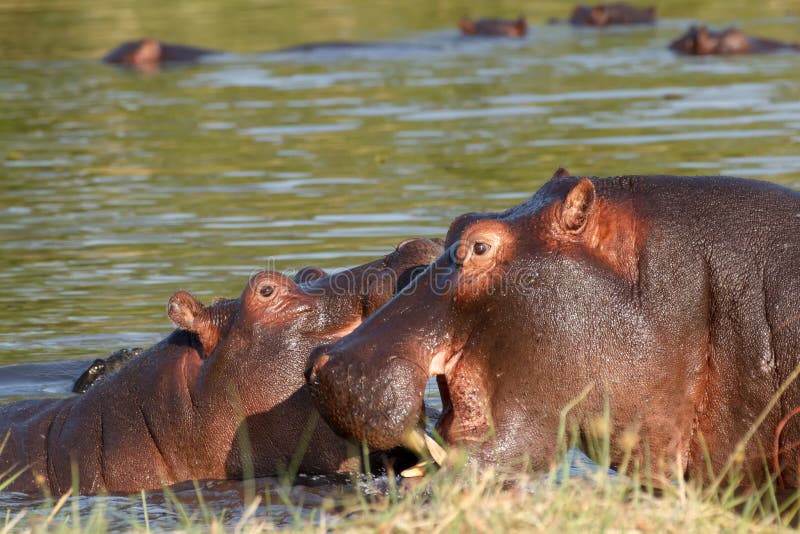 Two fighting young male hippopotamus Hippopotamus stock photography Two fighting young male hippopotamus Hippopotamus stock photography