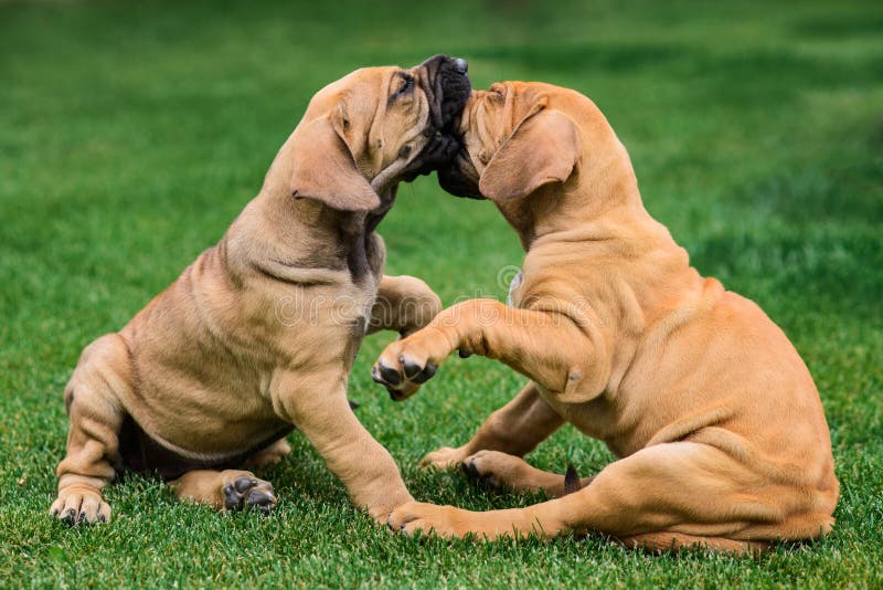 Two Fila Brasileiro Brazilian Mastiff Puppies Stock Image - Image of friend, playing: