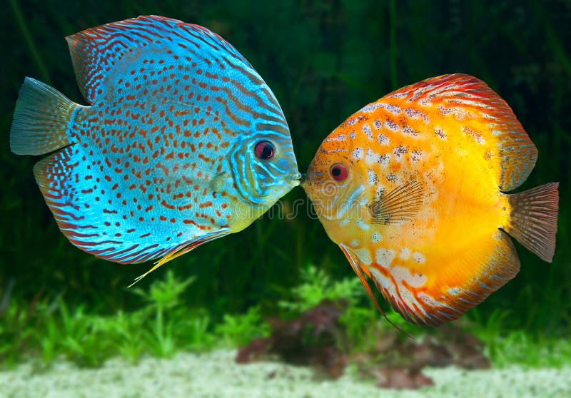 Two fish kissing stock photo. Image of photography, exotic 28888804