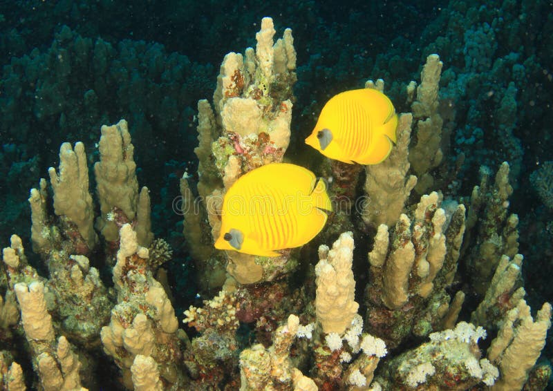 Two yellow fishes Masked butterflyfish - CHaetodon semilarvatus swimming above Pillar corals - Dendrogyra cylindrus on bottom of Red Sea in Marsa Alam, Egypt, Africa. Two yellow fishes Masked butterflyfish - CHaetodon semilarvatus swimming above Pillar corals - Dendrogyra cylindrus on bottom of Red Sea in Marsa Alam, Egypt, Africa