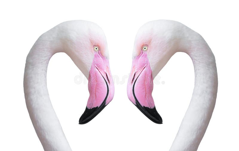 Two flamingo head royalty free stock photos Two flamingo head royalty free stock photos