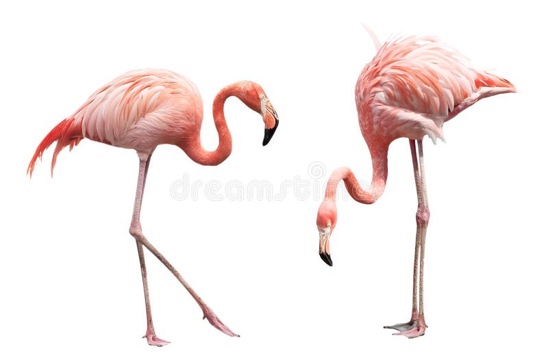 Two flamingo stock photo