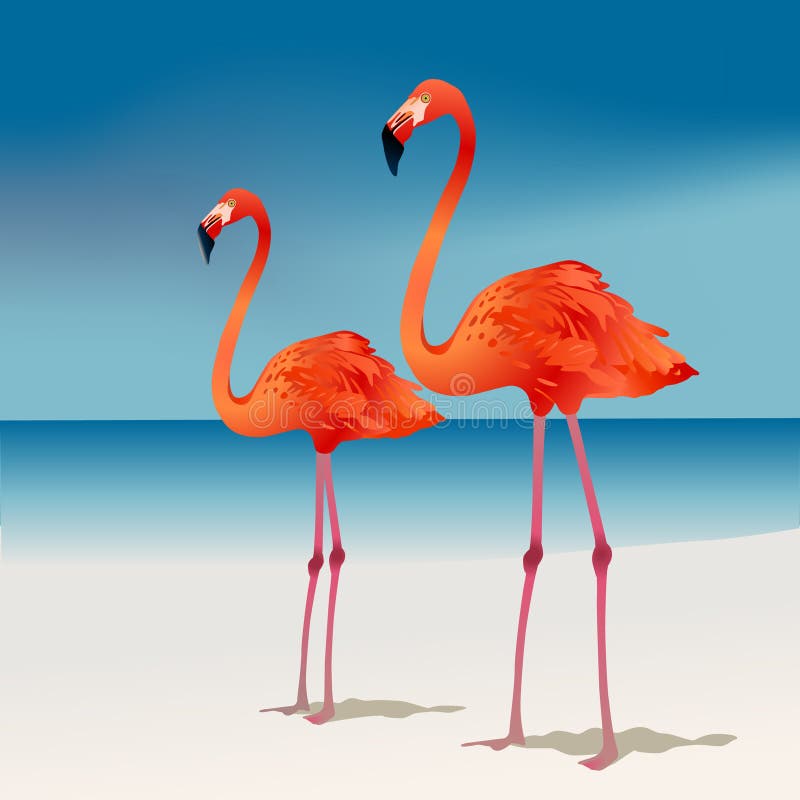 Two flamingos