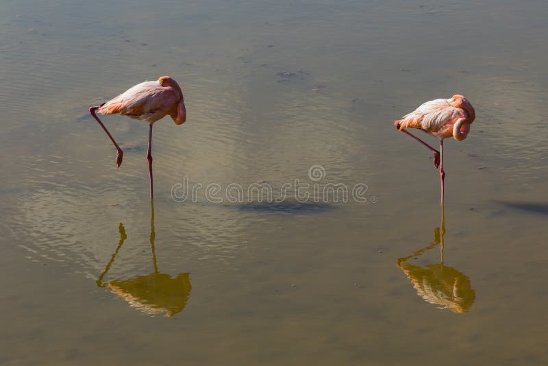 Two flamingos standing on one leg with reflection royalty free stock photography