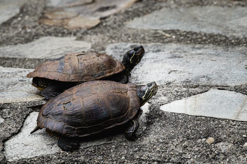 Two Florida turtles stock photography