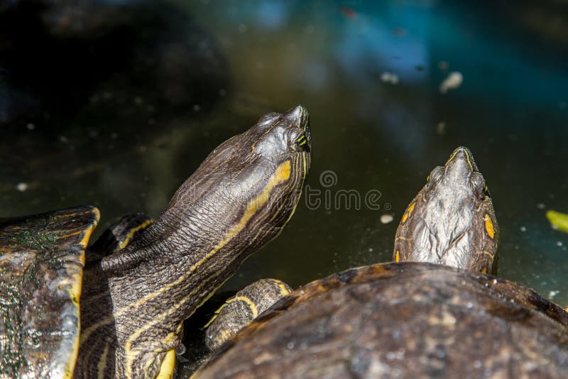 Two florida turtles on the water stock image