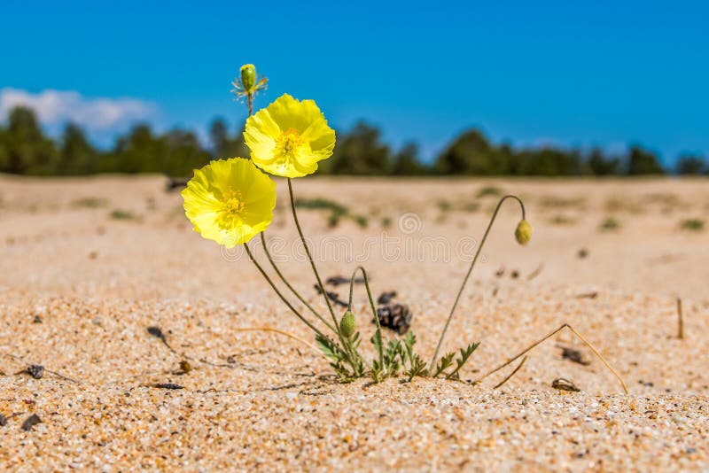 Two flower yellow poppy on a background